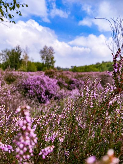 Nahaufnahme einer blühenden Heidefläche mit vielen violetten Blüten. Umrahmt von grünen Bäumen und unter einem wolkigen Himmel mit blauem Licht. Die Szene wirkt weit und naturnah.
