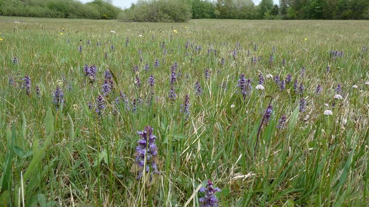Une prairie avec des fleurs violettes et de l'herbe verte. En arrière-plan, on peut voir des arbres et un ciel nuageux.