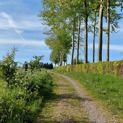 Ein schmaler Weg, gesäumt von Bäumen, führt durch eine grüne Landschaft. Der Himmel ist blau mit einigen Wolken.