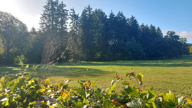 Ein ruhiger, grüner Rasen mit Bäumen im Hintergrund. Im Vordergrund ist ein Spinnennetz sichtbar, das sanft im Licht schimmert.