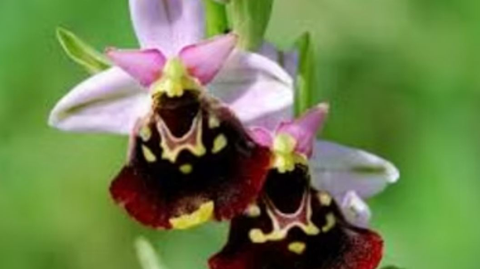 Zwei auffällige Orchideen mit schwarz-roten Blüten und pinken Blütenblättern. Der Hintergrund ist grün und verschwommen.