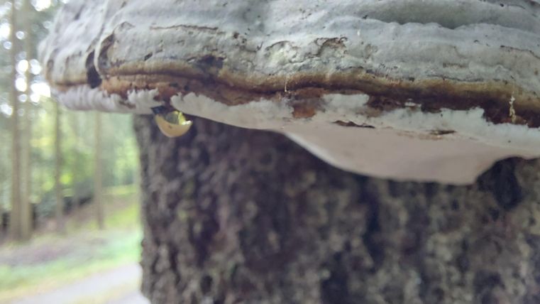 Ein Pilz wächst an einem Baumstamm im Wald. Die Umgebung ist grün und natürlich.