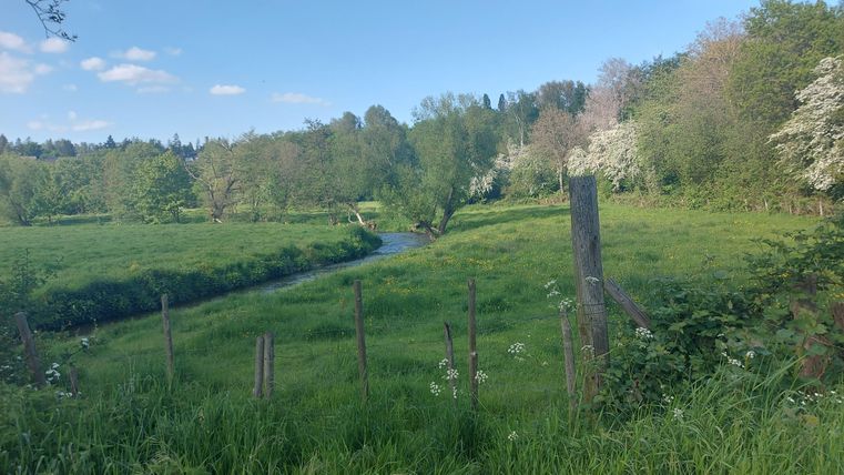 Eine grüne Wiese mit Bäumen und einem kleinen Fluss im Hintergrund. Der Himmel ist blau mit einigen Wolken.