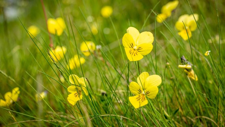 Een weiland met veel gele bloemen. De bloemen vormen een mooi contrast met het groene gras.