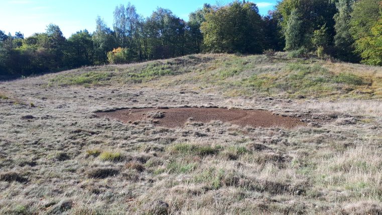 Une prairie naturelle avec de l'herbe haute et quelques arbres à l'arrière-plan. On peut voir une zone dégagée sur le sol.