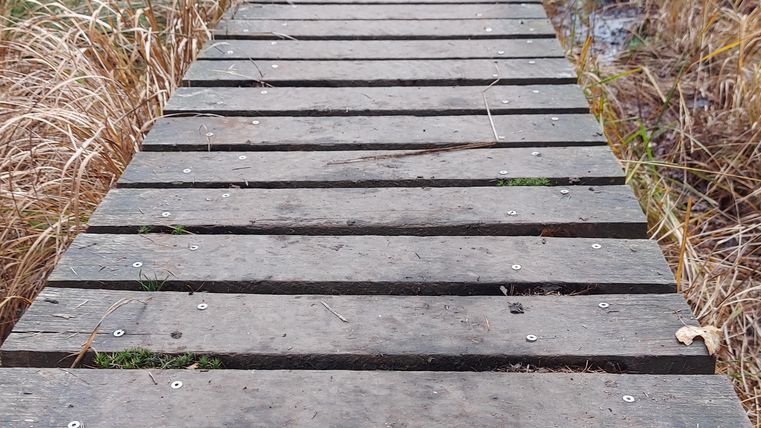 Ein Holzsteg führt durch ein bewaldetes Moorgebiet. Die Umgebung ist von trockenem Gras und Bäumen umgeben.