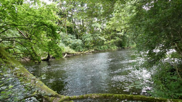 A quiet river flows through a lush forest. Green trees provide shade at the bank.