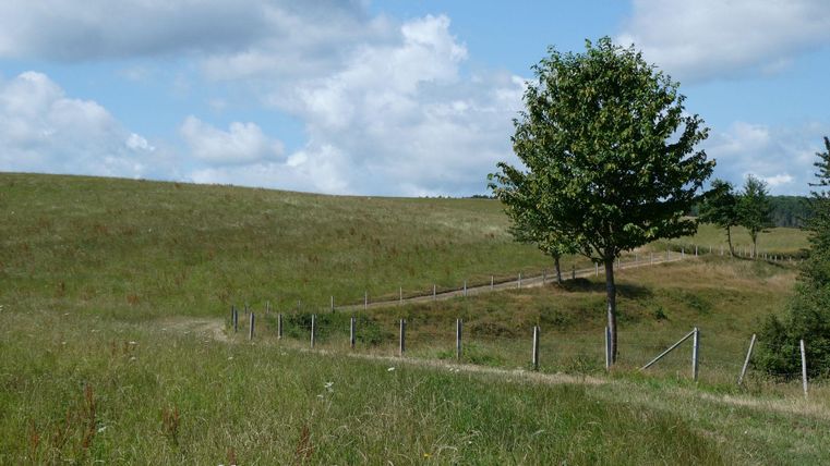 A vast meadow with a single tree and a hilly background. The sky is clear with some clouds.