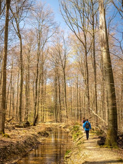 Een wandelaar loopt langs een pad langs een kleine beek in een bos met kale bomen. De lentezon straalt door de takken en zorgt voor een rustige sfeer.