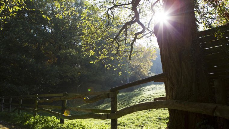 Une belle forêt avec un grand arbre et le soleil qui brille à travers les feuilles. La clôture au premier plan compléte le paysage paisible.