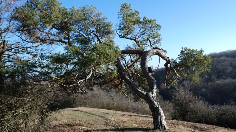 Ein krummer Baum steht auf einer sanften Wiese. Der klare blaue Himmel und die umliegenden Bäume schaffen eine ruhige Landschaft.