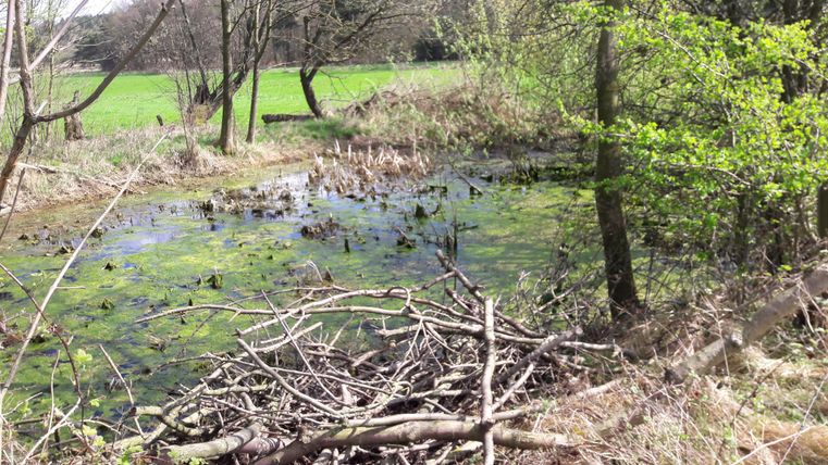 Ein kleiner Teich, umgeben von Bäumen und trockenem Uferbewuchs. Das Wasser ist grünlich und mit Pflanzen bedeckt.