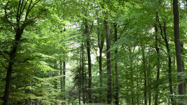 Ein ruhiger Waldweg, umgeben von hohen, grünen Bäumen. Das Licht fällt sanft durch das Blätterdach.