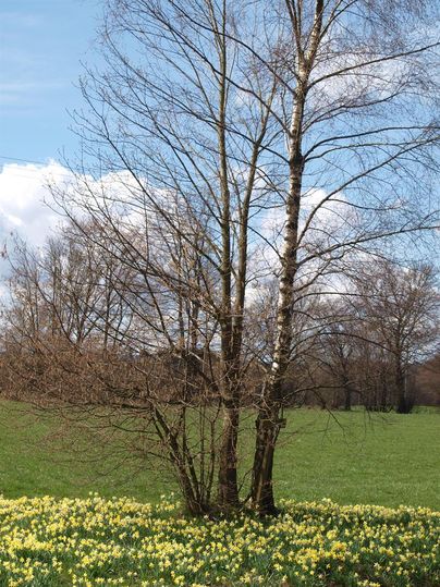Ein junger Baum mit wenigen Blättern steht auf einer Wiese. Im Vordergrund blühen gelbe Narzissen.