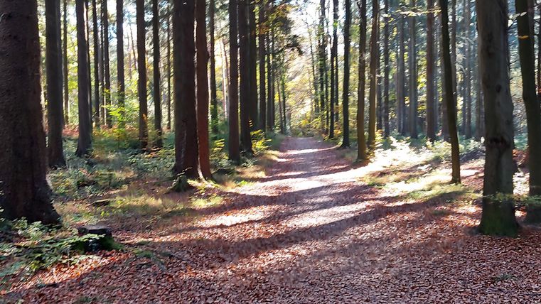 Ein ruhiger Waldweg, umgeben von hohen Bäumen. Der Boden ist mit buntem Laub bedeckt und das Licht scheint durch die Äste.