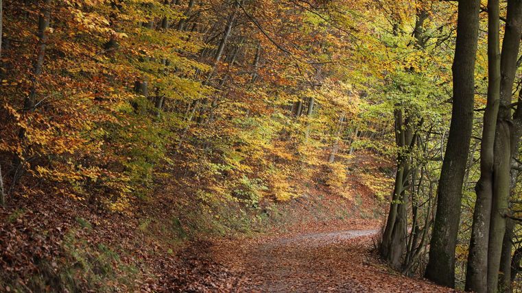 Ein malerischer Waldweg umgeben von bunten Herbstlaub. Die Bäume stehen dicht beieinander und schaffen eine ruhige Atmosphäre.