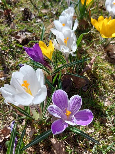 Des crocus colorés fleurissent au printemps sur la pelouse verte. Les fleurs sont teintées de blanc, jaune et violet.