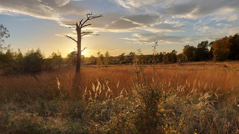 A wide landscape with tall, dry grass and a solitary tree in the foreground. The sunset bathes the scene in warm light.