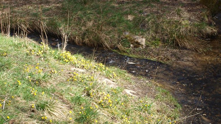 Ein kleiner Bach fließt durch eine Wiese mit bunten gelben Blumen. Im Hintergrund sind grüne Pflanzen und Bäume zu sehen.