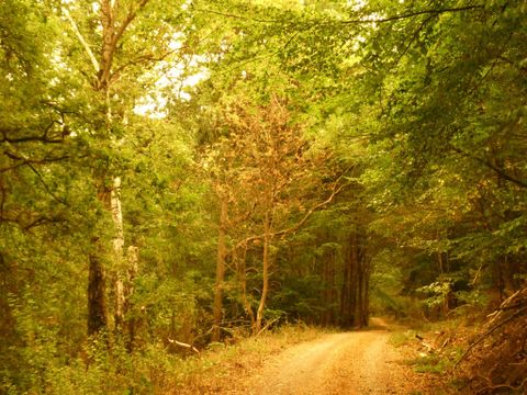 A quiet forest path surrounded by trees in various shades of green. The warm colors of autumn give the scene a peaceful atmosphere.