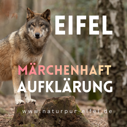 Ein Wolf steht majestätisch im Wald, umgeben von Bäumen. Der Fokus liegt auf seiner beeindruckenden Präsenz in der Natur.