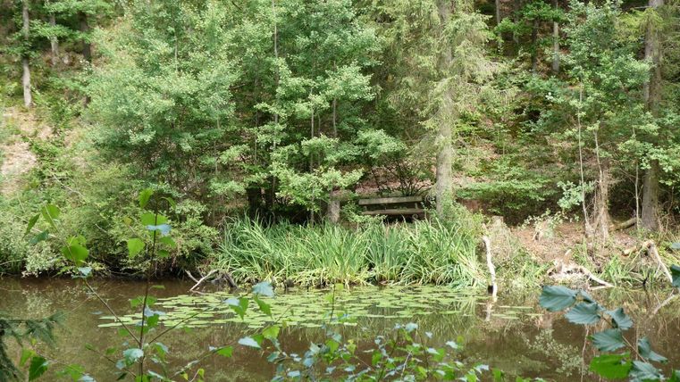 Ein ruhiger See umgeben von dichten Bäumen und bunten Pflanzen. Im Hintergrund ist eine Holzbank, die zum Entspannen einlädt.