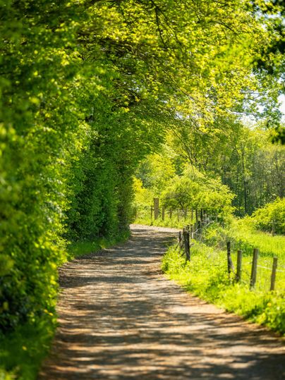 Een idyllisch pad, omringd door groene bomen en vers gras. Het zonlicht sijpelt door het bladerdak en creëert een rustgevende sfeer.
