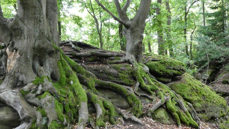 A beautiful forest scene with ancient trees and moss-covered rocks. The roots of the trees are clearly visible and give the landscape a vibrant feel.