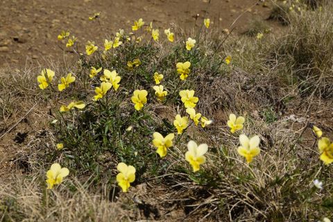 Eine Gruppe von gelben Blumen wächst auf einem trockenen, grasbewachsenen Boden. Die Blumen sind klein und leuchtend und bringen Farbe in die Umgebung.