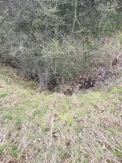 Eine kleine Vertiefung im Boden, umgeben von Gras und vereinzelten Blättern. Die Umgebung ist von Büschen und spärlichen Ästen geprägt.