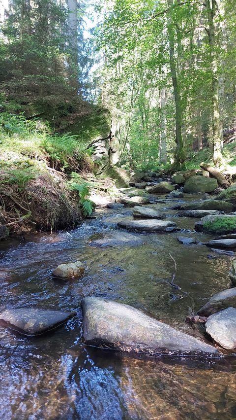 A quiet brook flows through a green forest. Large stones lie in the water and are surrounded by dense trees.