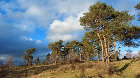Eine hügelige Landschaft mit grünen Wiesen und hohen Kiefern. Der Himmel ist teilweise bewölkt und zeigt Blautöne.