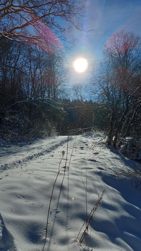 A snow-covered path surrounded by trees, under a clear blue sky. The sun shines bright and illuminates the winter landscape.