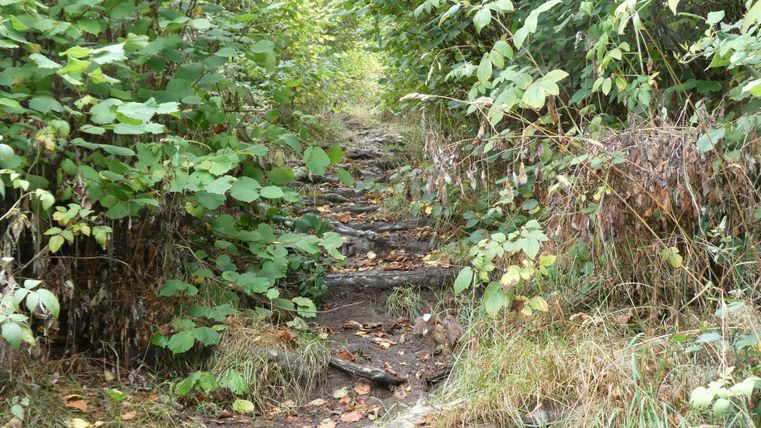 Ein schmaler Pfad, der von dichtem Grün gesäumt ist. Auf dem Boden liegen ein paar herbstliche Blätter.