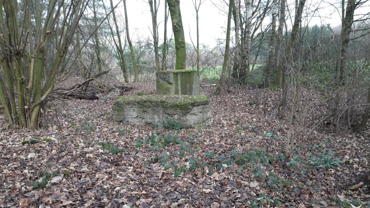 Un endroit désert au milieu de la forêt, où se dresse une structure en béton recouverte de mousse. Le sol est recouvert de feuilles mortes et de petites plantes.
