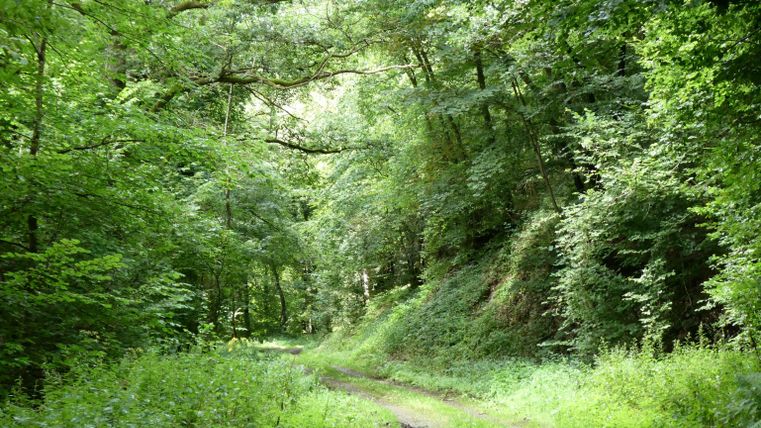 A gentle path through a green forest, surrounded by tall trees. The atmosphere is calm and inviting.