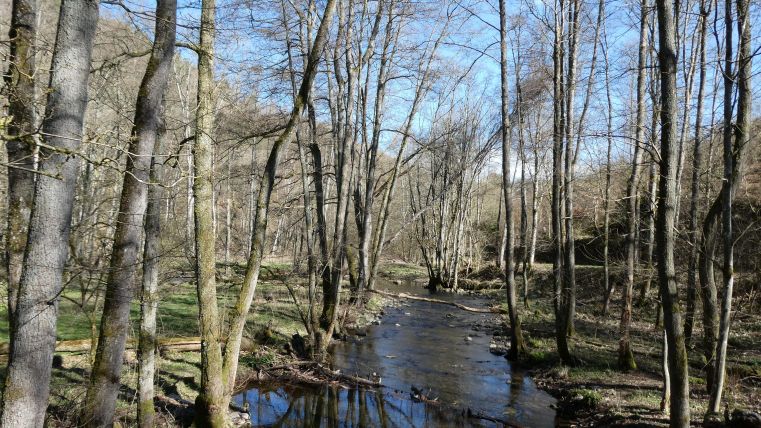 Ein ruhiger Fluss fließt durch einen Wald mit kahlen Bäumen. Der Himmel ist klar und blau.