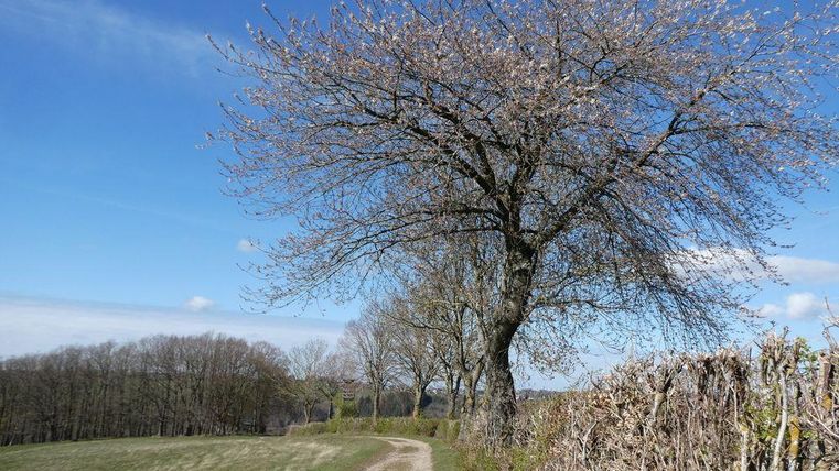 Ein schöner Weg durch eine Landschaft mit einem großen Baum und frühlingshaften Bäumen im Hintergrund. Der Himmel ist klar und blau.