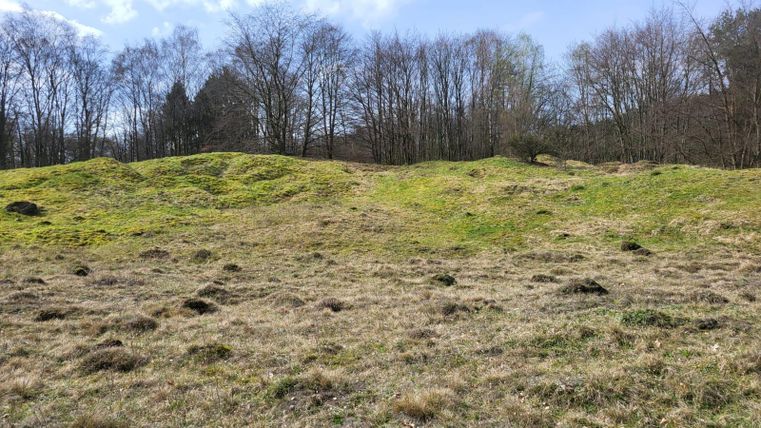 Eine grüne Wiese mit sanften Hügeln und vereinzelten Bäumen im Hintergrund. Der Himmel ist teilweise bewölkt und es strahlt helles Licht.