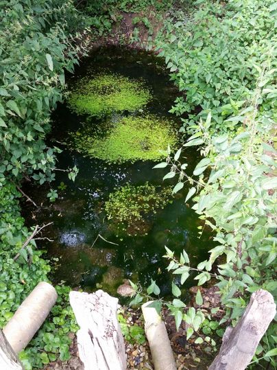 Un petit étang, entouré d'une végétation dense et de plantes. La surface de l'eau est en partie couverte d'algues.
