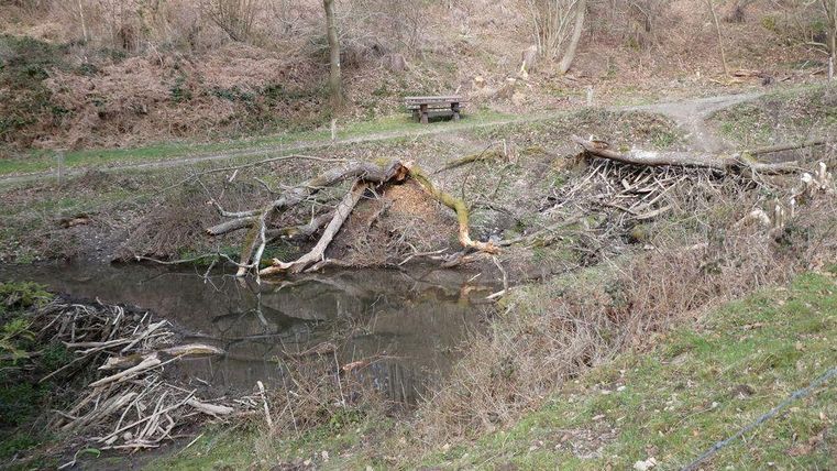 Ein kleiner Teich mit umgestürzten Bäumen und Ästen liegt in einer hügeligen Landschaft. Im Hintergrund steht eine Bank und ein Weg führt durch die Natur.