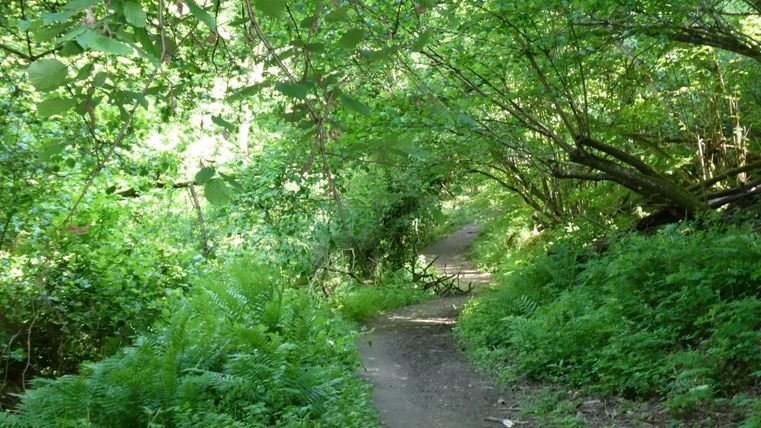 Ein malerischer Weg durch einen dichten, grünen Wald. Umgeben von üppigen Pflanzen und sanftem Licht ist die Stimmung ruhig und einladend.