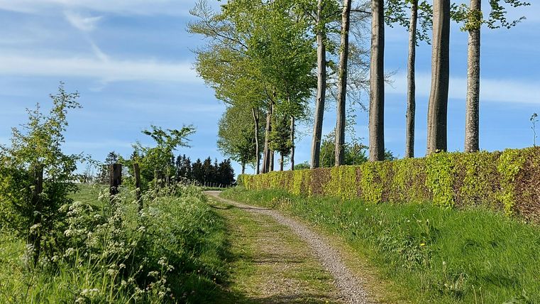 Ein malerischer Weg, gesäumt von hohen Bäumen, führt durch eine grüne Landschaft. Der Himmel ist blau mit einigen Wolken.