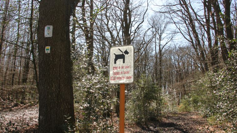 Chemin forestier dans les Hautes Fagnes avec un panneau : tenir les chiens en laisse. Arbre avec balisage des chemins de randonnée.