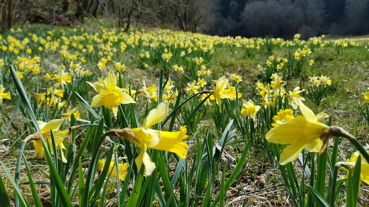 Ein Feld voller gelber Narzissen blüht fröhlich im Frühling. Die Blumen stehen in voller Blüte und strahlen in der Sonne.