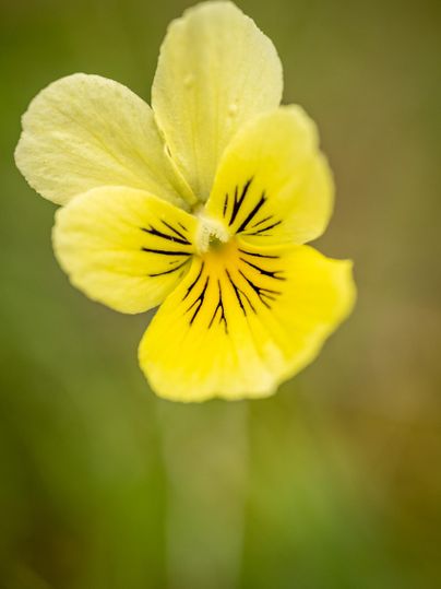 Een gele bloem met fijne, donkere lijnen aan de binnenkant. Ze staat te midden van grasgroene omgeving.