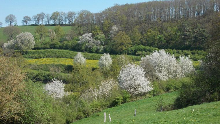 Eine malerische Landschaft mit blühenden Bäumen und sanften Hügeln. Der Himmel ist klar und die Natur wirkt friedlich.