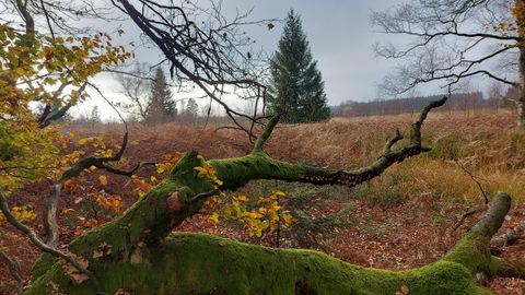 Ein herbstlicher Wald mit einem moosbedeckten Baumstamm im Vordergrund. Im Hintergrund sind Bäume und trockenes Gras zu sehen.