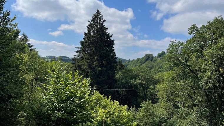 Een groene landschap met veel bomen en een heldere blauwe lucht. Op de voorgrond is een houten terras zichtbaar.