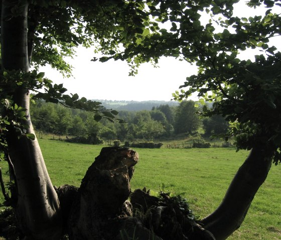Vue sur le circuit de randonnée "Heckenlandroute, © Monschauer Land/G. Scheidt